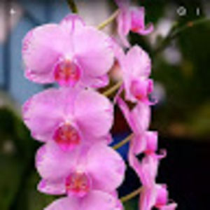 Meet your Posher, Robertina